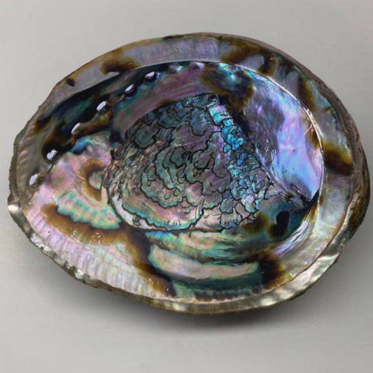 Abalone Shell Dark
